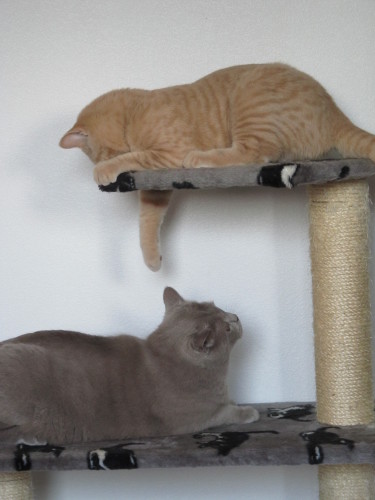 British Shorthair dans un arbre à chat