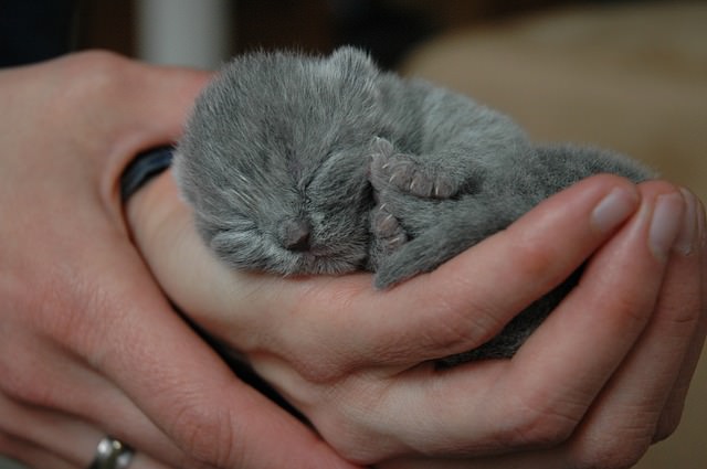 Chaton British Shorthair