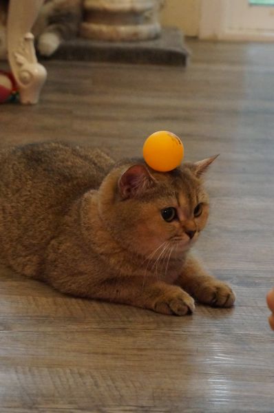 British Shorthair joueur