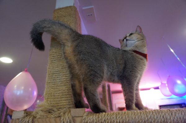 British Shorthair : Hedwig