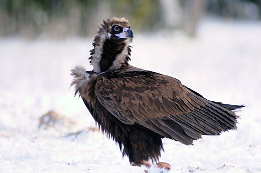 Le Vautour moine