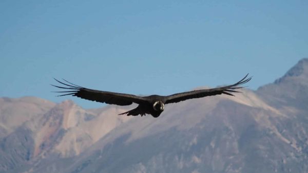 Le Condor des Andes