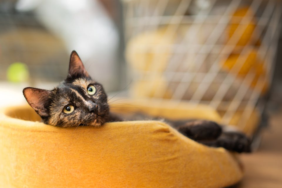 lit pour chat 2