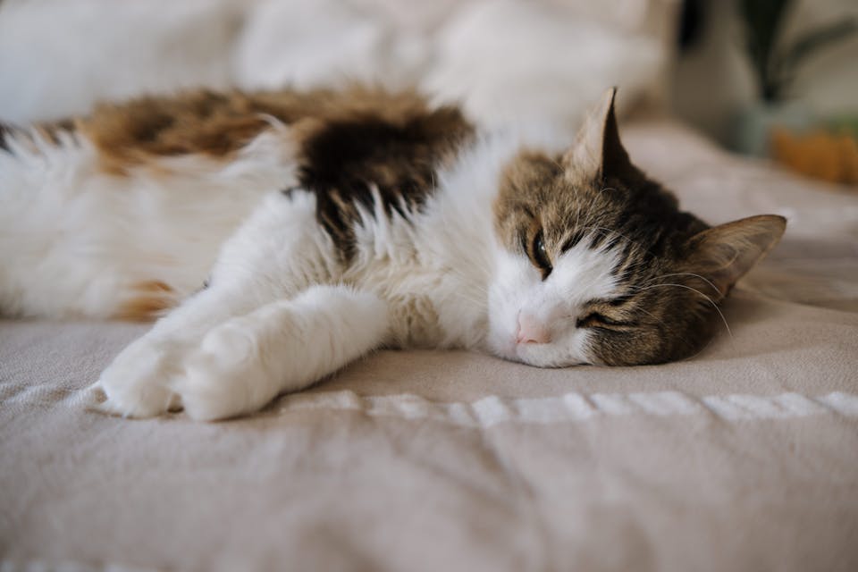 lit pour chat 3