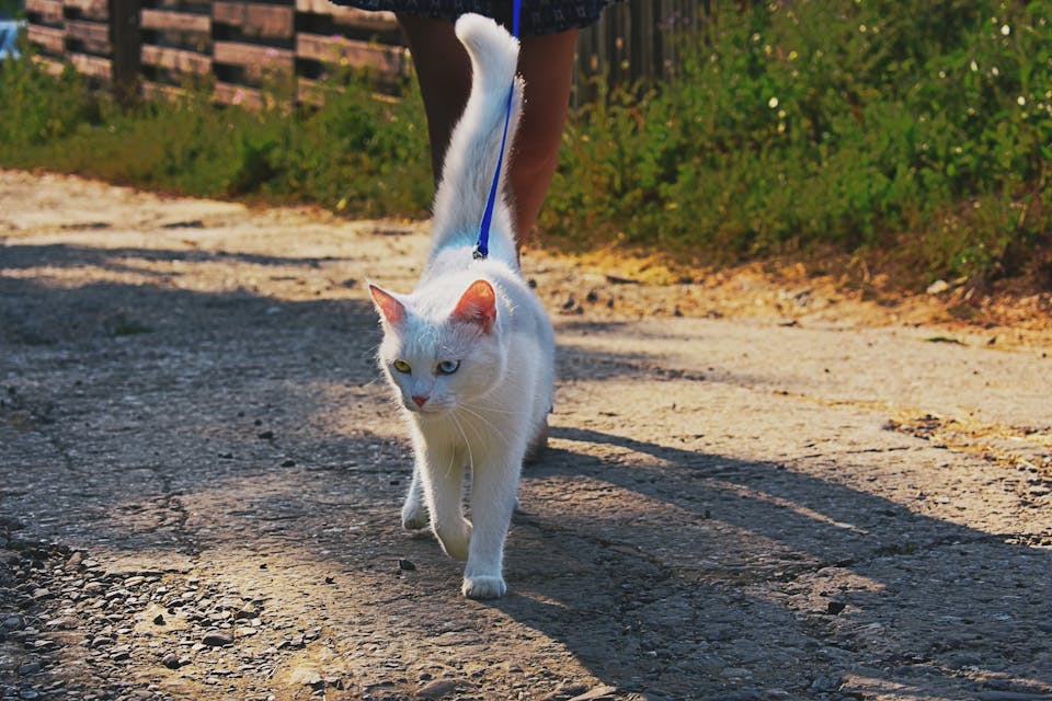Sécurité du chat 2