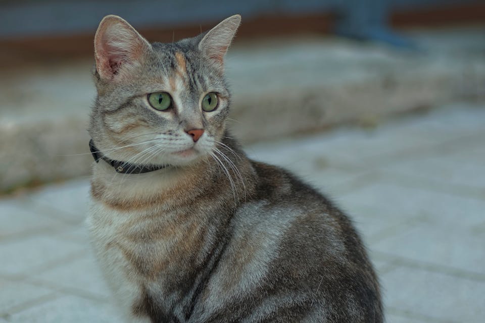 Sécurité du chat 3