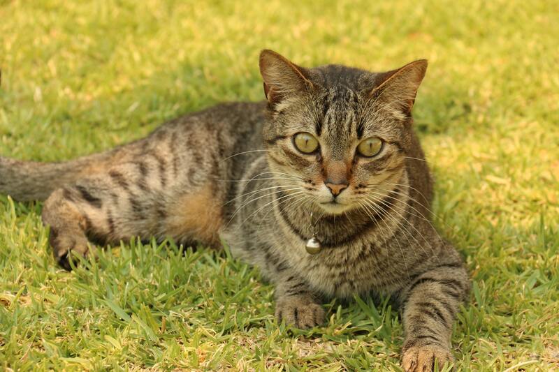 chat avec collier
