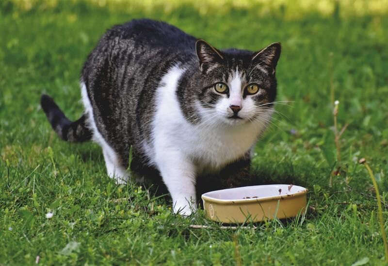 chat avec gamelle d'extérieur