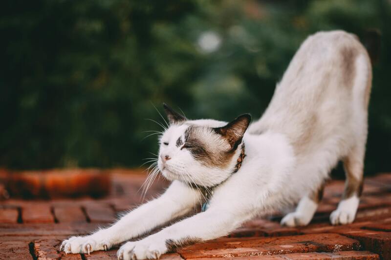 chat qui s'étire