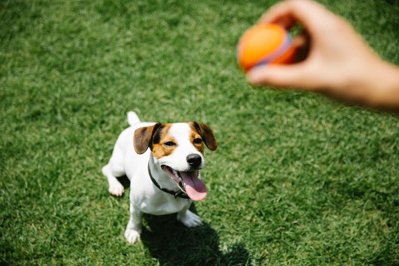 jack russel