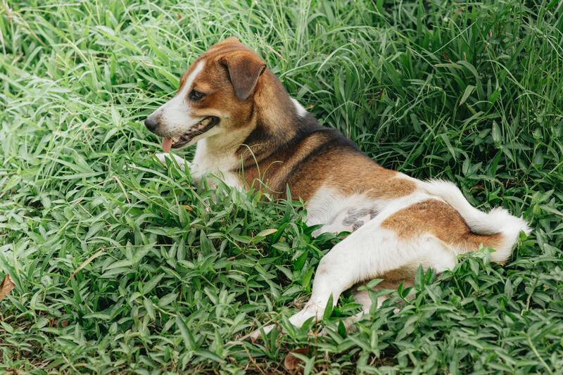 un jack russel